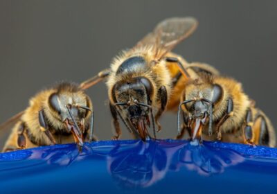 beekeeper-1024×573-1